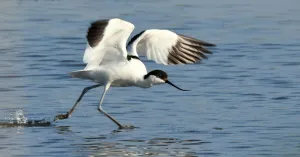 Leve de lente! Wandelen en vogels kijken op Marker Wadden Leve de lente! Wandelen en vogels kijken op Marker WaddenFoto geüpload door gebruiker Natuurmonumenten.