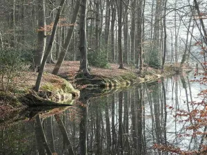 Het bos is schitterend, het hele jaar door. Foto: Yvette van den Berg