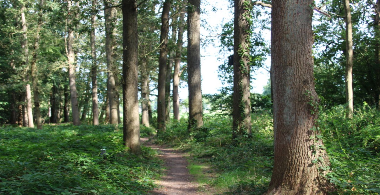 Wandel over prachtige heidevelden. Of geniet van een wandeling in het bos. Foto: DagjeWeg.NL.