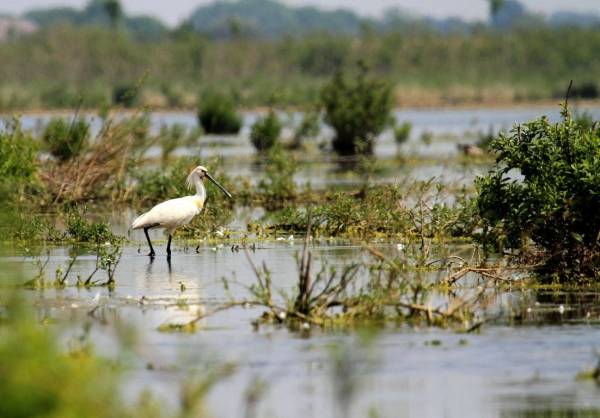 De vogels van Tiengemeten De vogels van Tiengemeten | Foto ge&uuml;pload door gebruiker Natuurmonumenten.