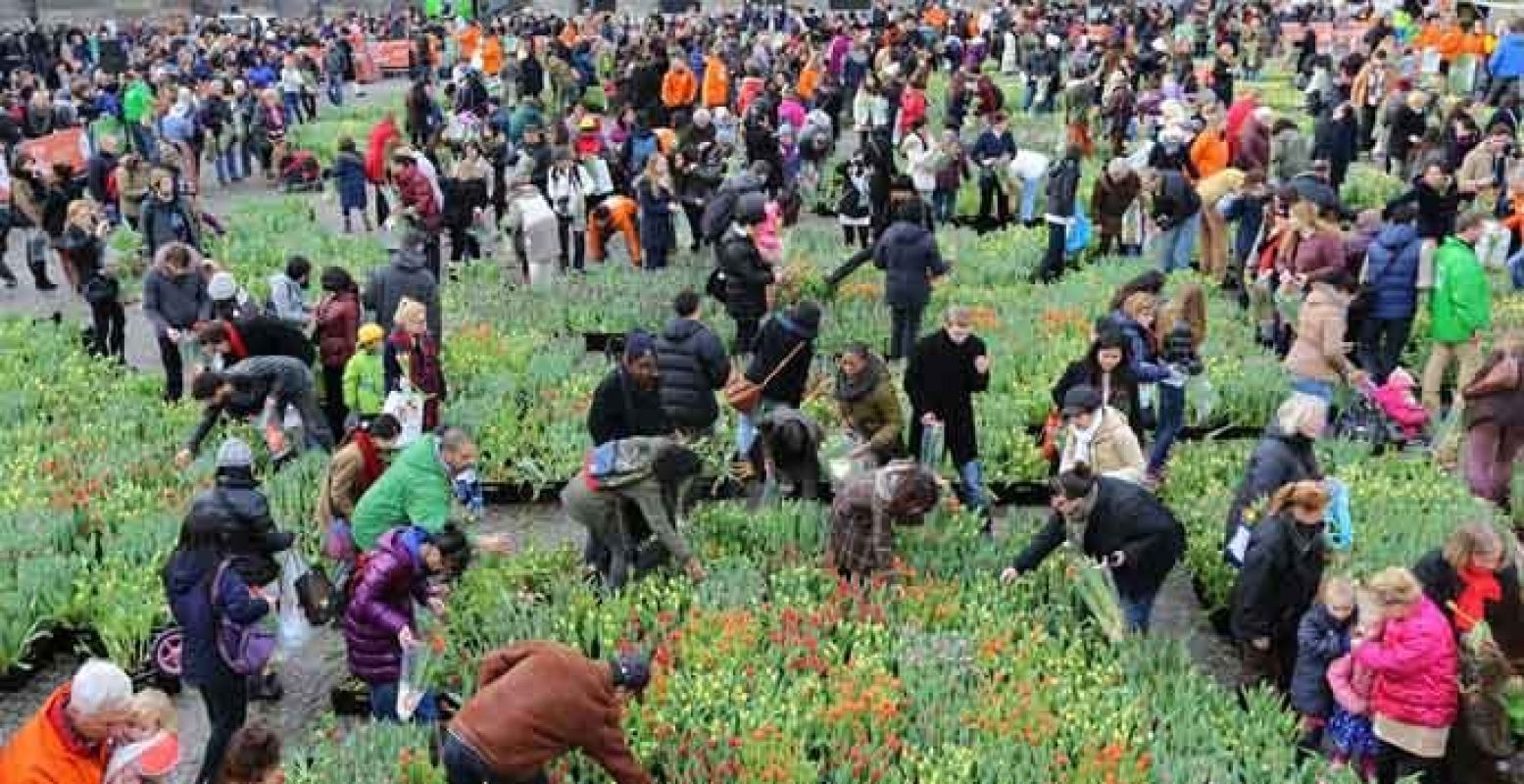 De Dam verandert deze zondag in een kleurrijke bloemenzee. Foto: Stichting Tulpenpromotie Nederland