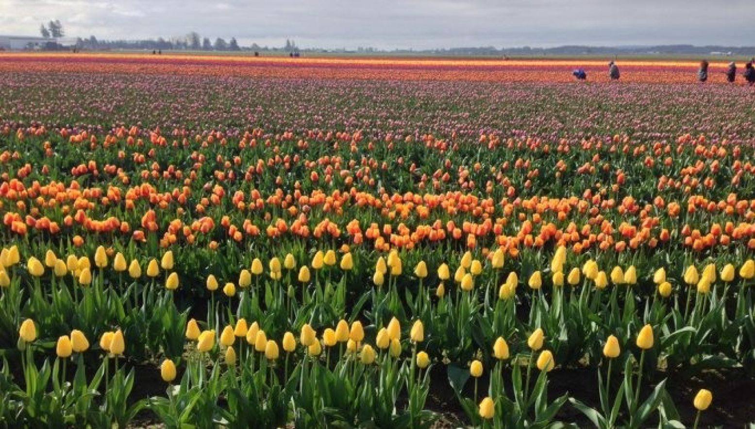 Beleef de Tulpenroute! Foto:  Flickr/Richie Diesterheft   CC BY-SA 2.0 