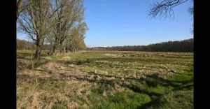 Natuurherstel Lommerbroek – Project-excursie Foto: Limburgs Landschap Gouda | Foto geüpload door gebruiker limburgslandschap