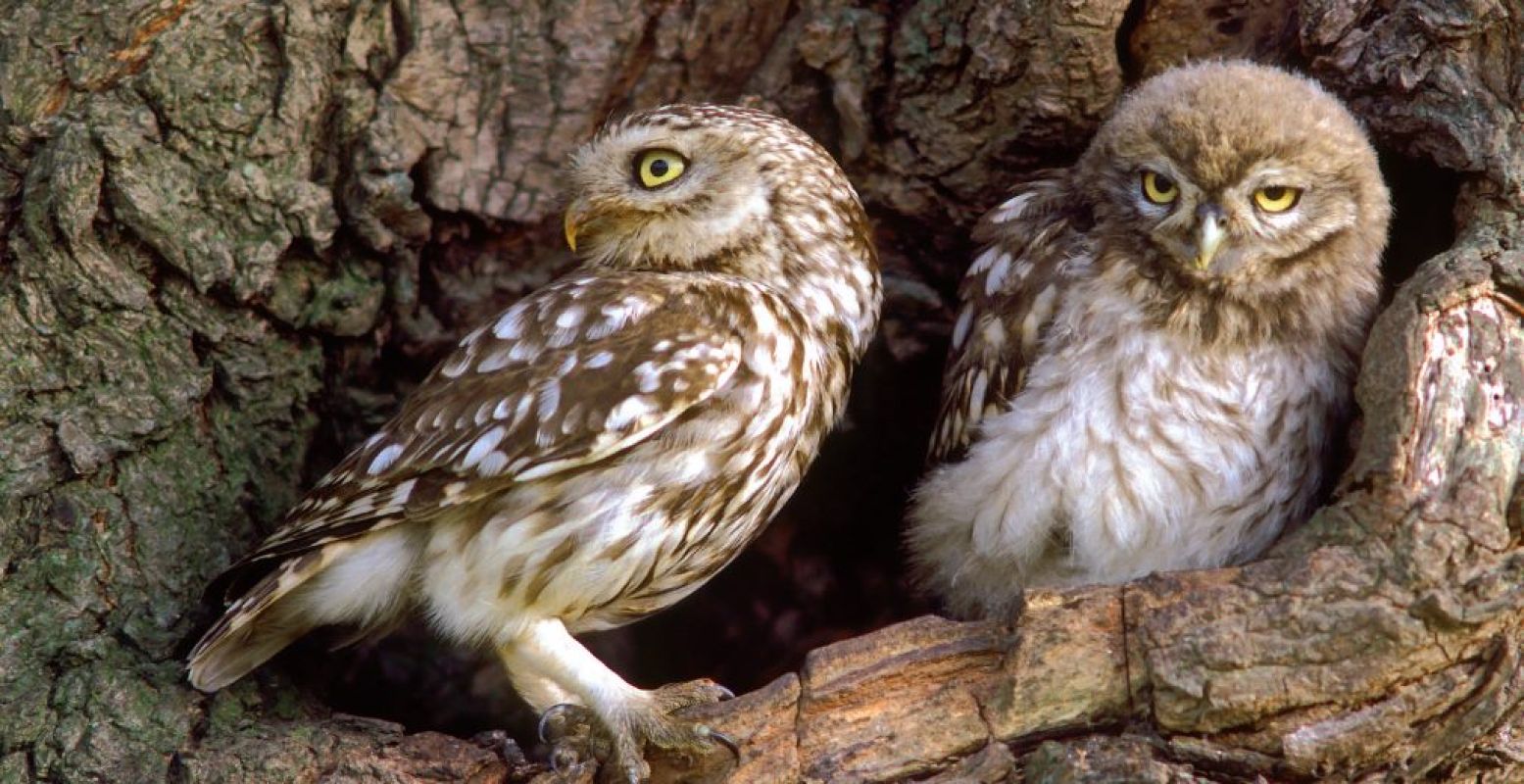 Ook op de steenuil staat de webcam gericht. Foto: Koos Dansen / Vogelbescherming Nederland