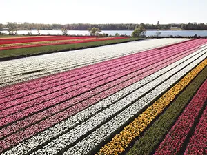 Wauw! Bloemenvelden zover het oog reikt. Foto: Renzy.