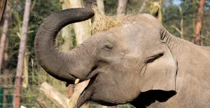 Plottwist: olifant DierenPark Amersfoort blijkt toch niet zwanger