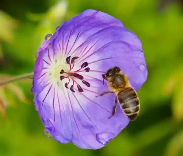 Flora en fauna in het klein Foto geüpload door gebruiker Geldersch Landschap en Kasteelen