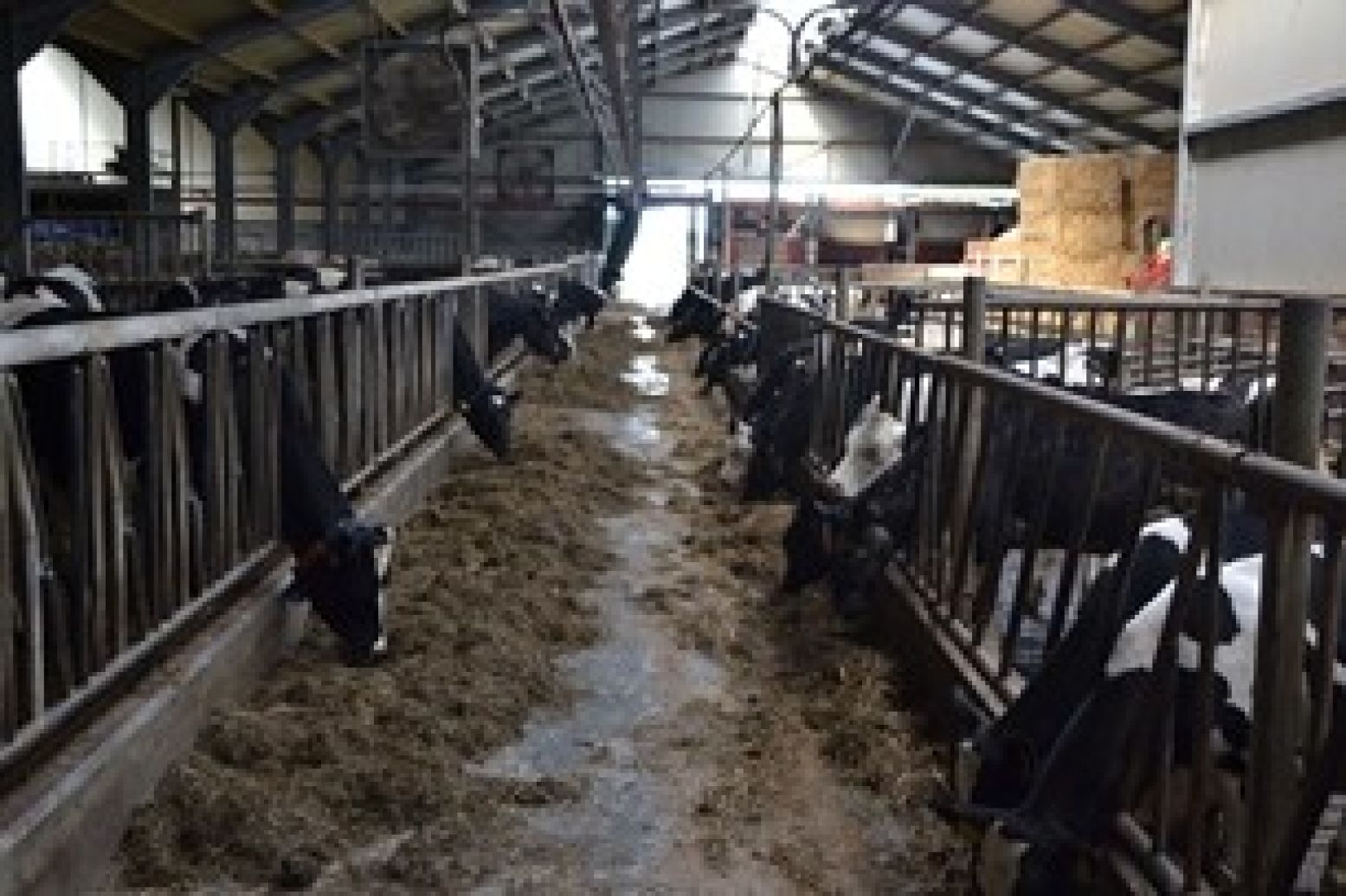 In de moderne koeienstal beleven de bezoekers van Breehees het platteland op z'n best. Foto: DagjeWeg.NL