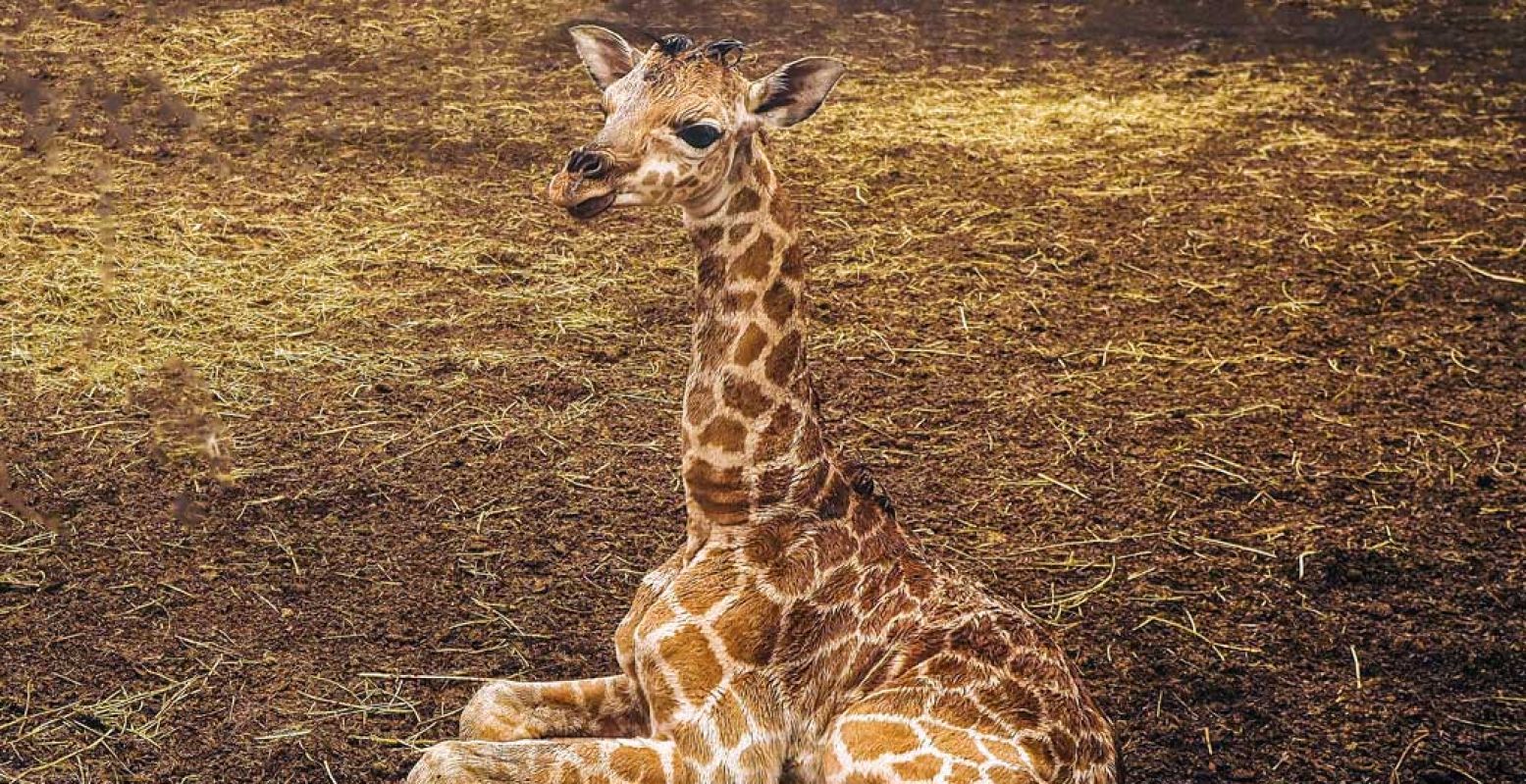 In Safaripark Beekse Bergen is een Nubische giraffe geboren. Christine is de naam! Foto: Safaripark Beekse Bergen