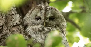 OERRR  (8 t/m 12 jaar) Ontdek het leven van uilen op Veluwezoom OERRR  (8 t/m 12 jaar) Ontdek het leven van uilen op VeluwezoomFoto geüpload door gebruiker Natuurmonumenten.