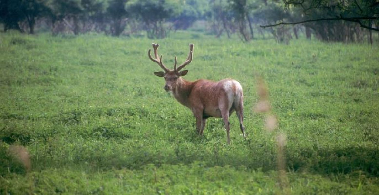 Hoor jij het burlen in de schemering? Foto: Staatsbosbeheer