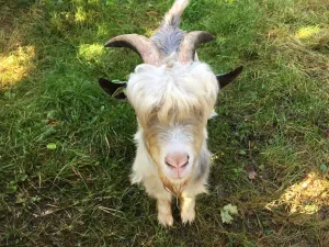 Middeleeuws Erf De Bergkamp Nieuwsgierig geitje. Foto: CNME Amersfoort © Middeleeuws Erf Landgoed Schothorst