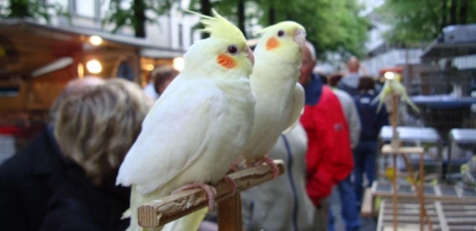 Struin op eerste paasdag over de markt. Foto: Vogelenmarkt