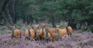 Spot wilde dieren vanuit je luie stoel Een groep reeën in Het Nationale Park De Hoge Veluwe. Foto: Wim Weenink