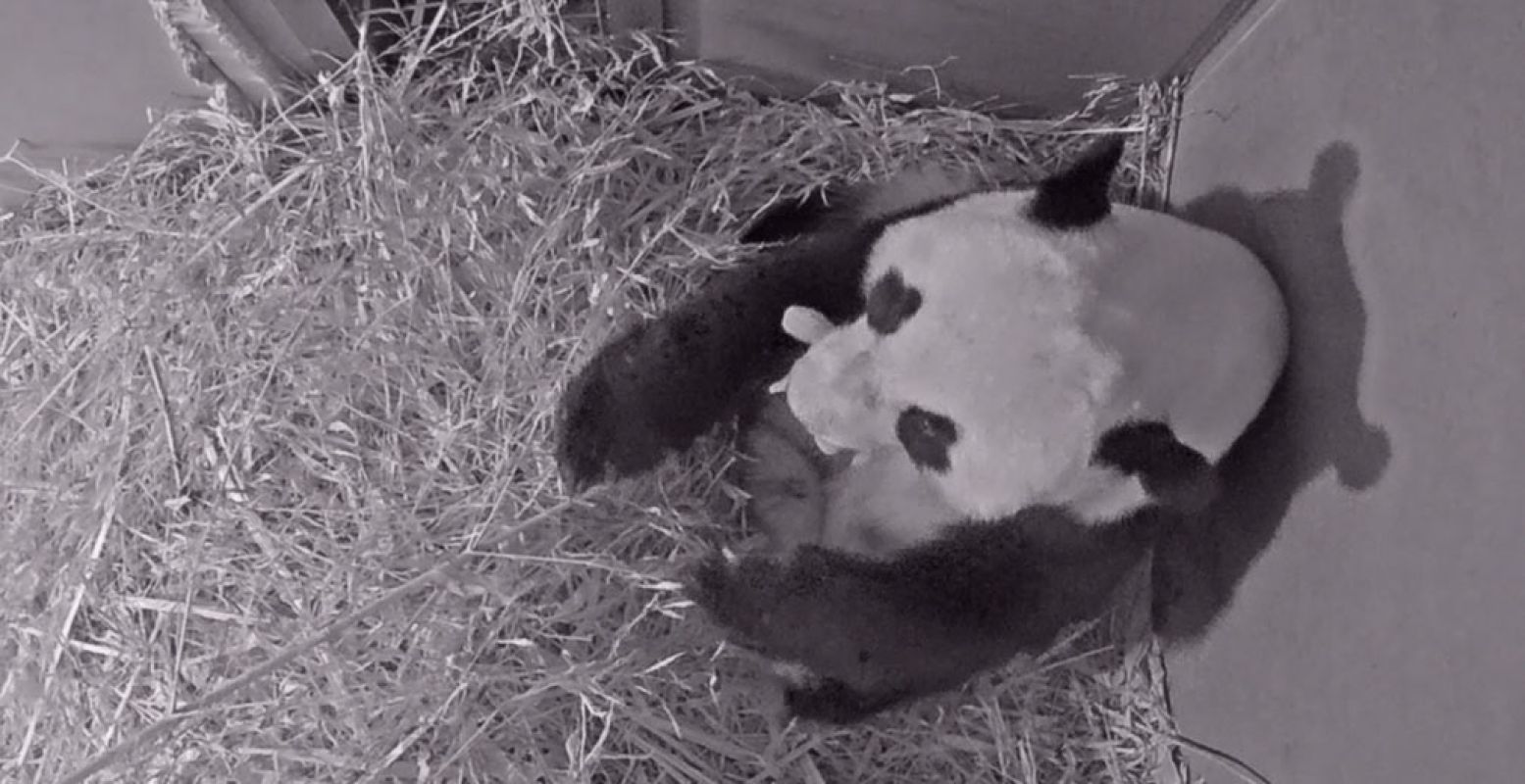 Webcambeeld van Wu Wen en haar jong knus in het kraamhol, vlak na de geboorte van het jong. Foto: Ouwehands Dierenpark Rhenen