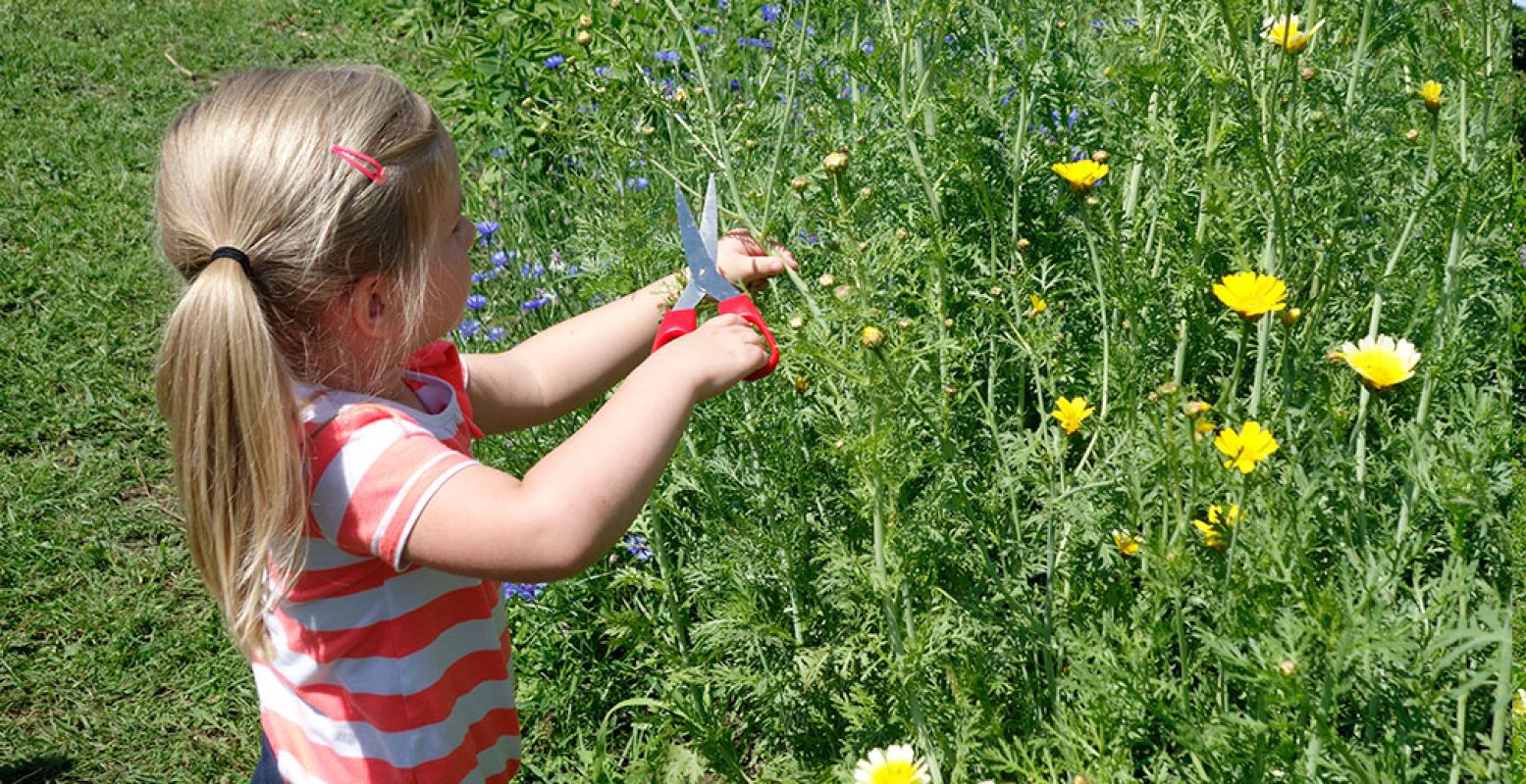 Lekker zelf bloemen plukken in een pluktuin. Foto: DagjeWeg.NL