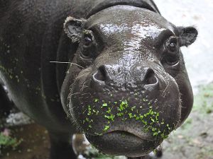 Dierentuin GaiaZOO