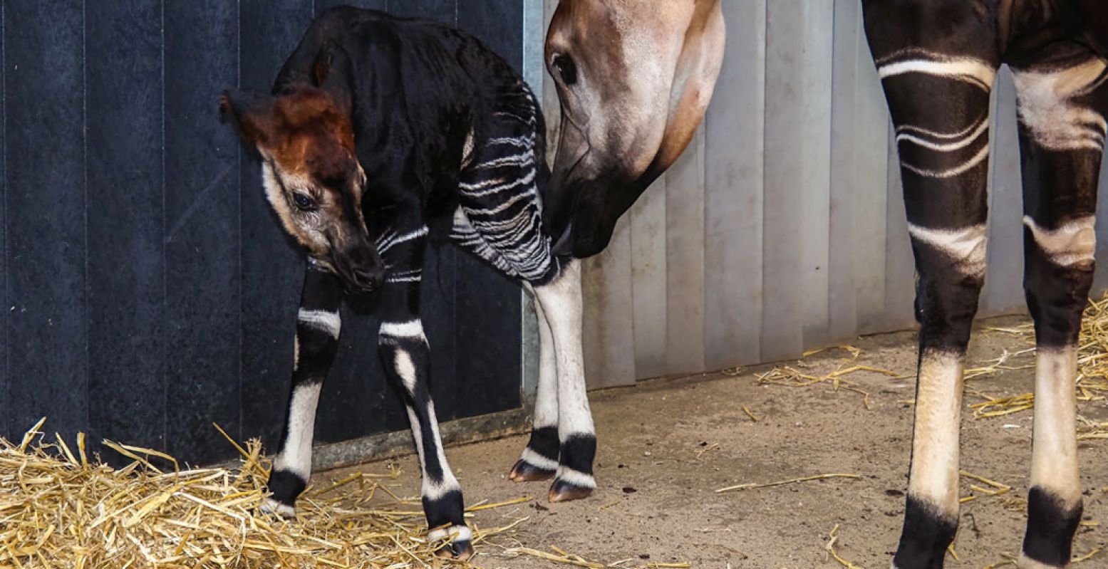 Bewonder binnenkort het zeldzame okapi-jong Dani bij Safaripark Beekse Bergen. Foto: Beekse Bergen/ Mariska Vermij - van Dijk