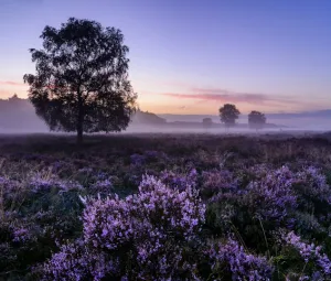 Ochtendwandeling Foto geüpload door gebruiker Geldersch Landschap en Kasteelen