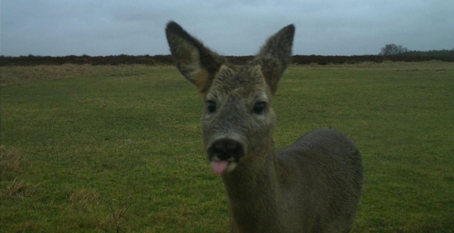 Snapshot! Foto: Het Nationale Park De Hoge Veluwe.