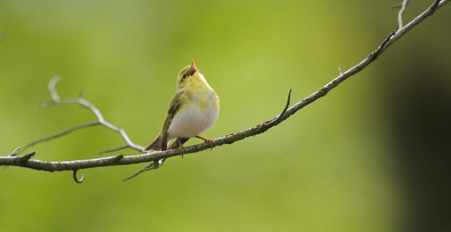 Ontdek vogels in de natuur. Foto: Het Nationale Park De Hoge Veluwe