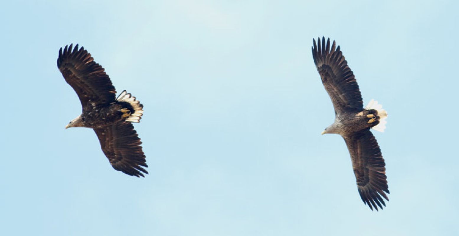 Het reusachtige wijfje zeearend. Foto: Thomas van der Es