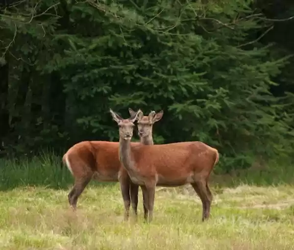 Wildobservatie Foto ge&uuml;pload door gebruiker Geldersch Landschap en Kasteelen