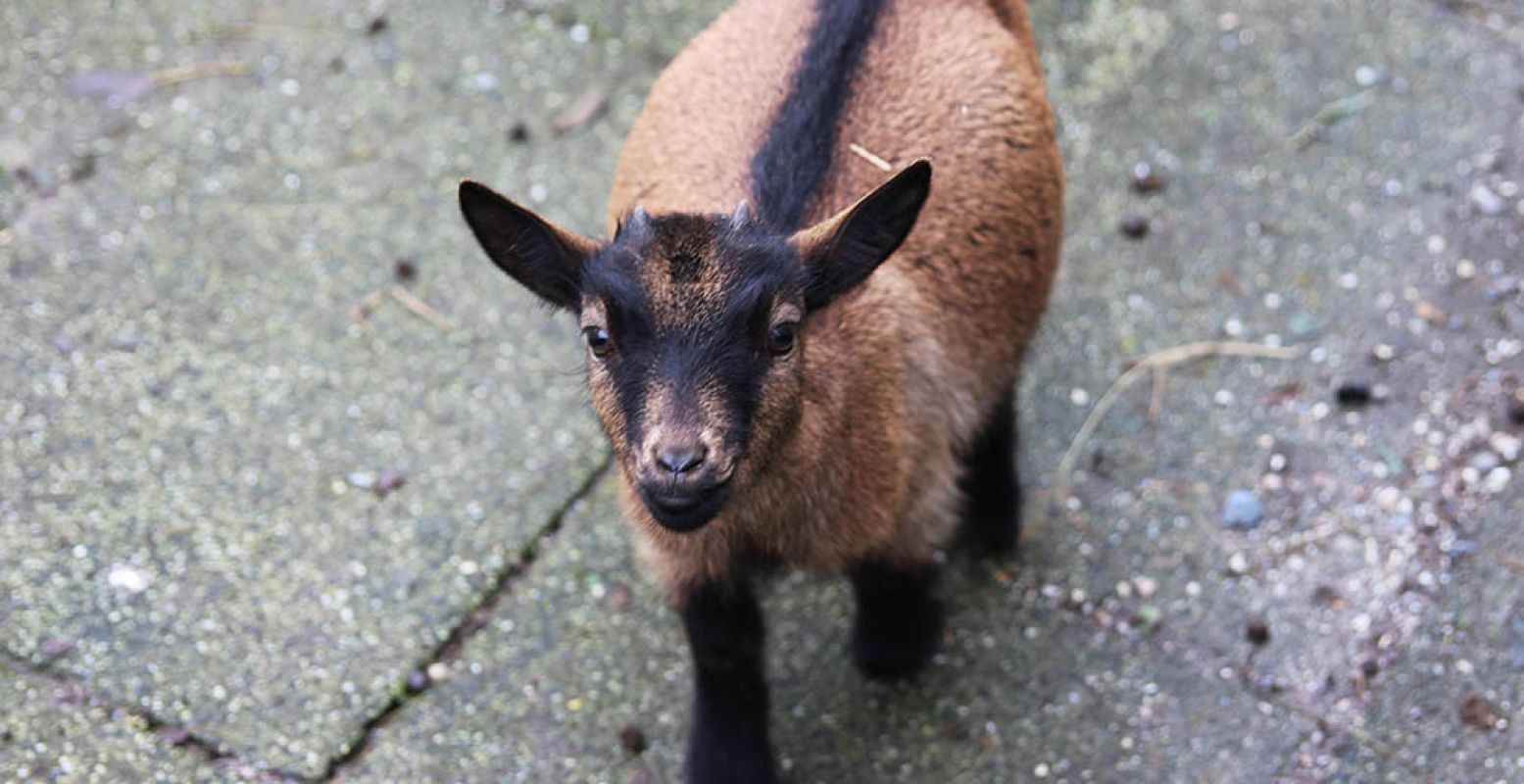 Lief: makke dwerggeitjes! In de kinderboerderij vind je ook konijnen en cavia's. Foto: DagjeWeg.NL.