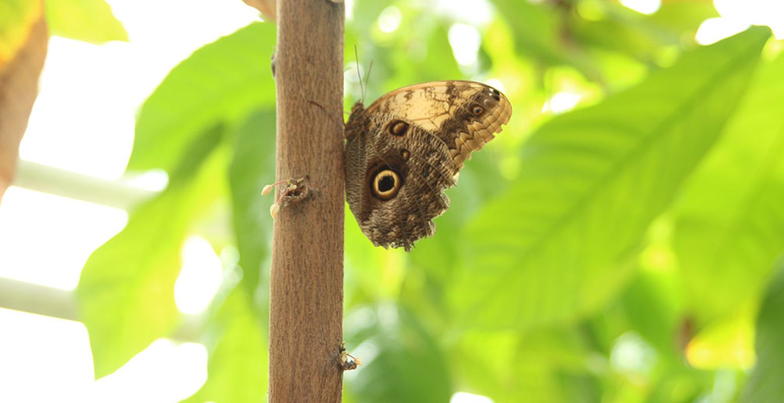 Leer tijdens de Nationale Tuinweek hoe je je tuin aantrekkelijk maakt voor vogels, bijen, vlinders en andere dieren. Foto: DagjeWeg.NL