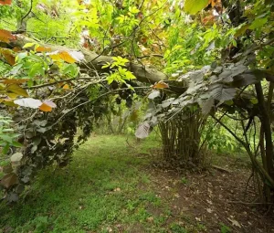 Boswandeling Foto geüpload door gebruiker Geldersch Landschap en Kasteelen