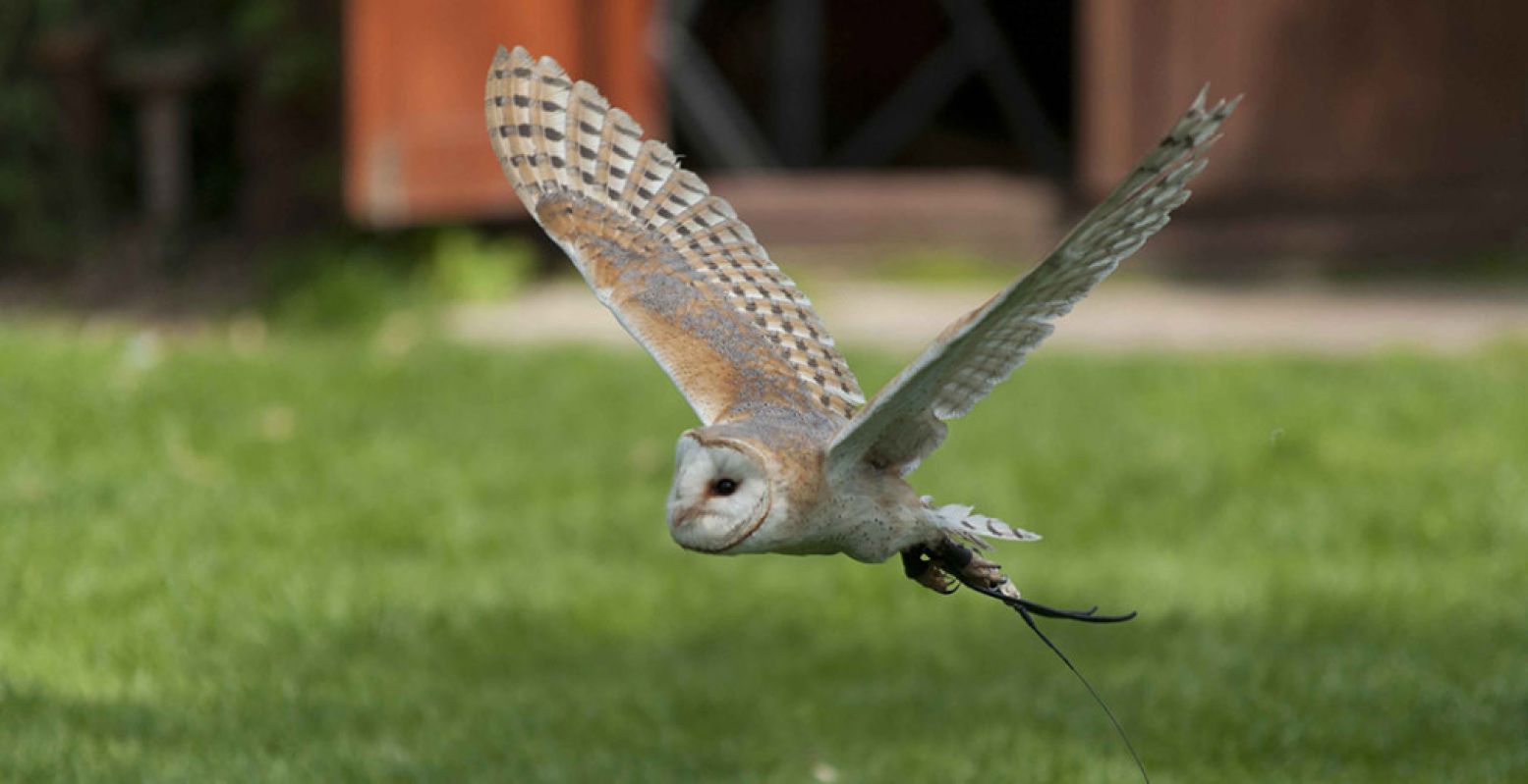 Ook uilen kom je tegen in Dierenpark De Oliemeulen. Foto: Dierenpark De Oliemeulen © Kees Ruigrok