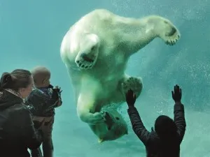 Bewonder de ijsberen en de ijsbeertweeling! Foto: Diergaarde Blijdorp © Rob Doolaard.
