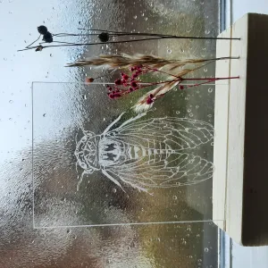 foto gravure insect gemaakt door Marjolein foto gravure insect gemaakt door Marjolein
