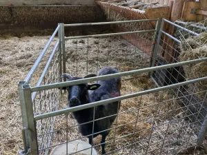 Nog een schaapje in de stal. Foto: DagjeWeg.NL