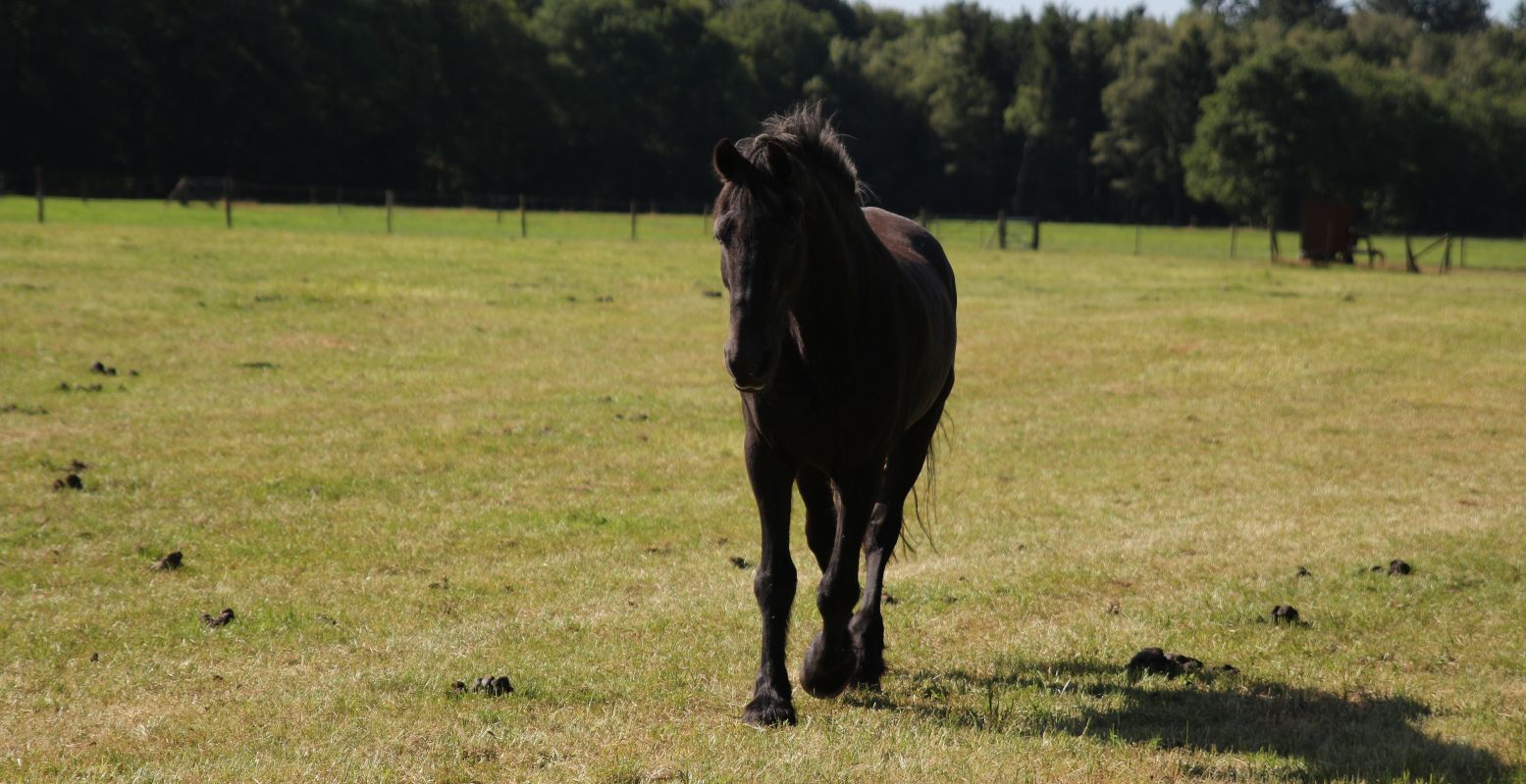 Ontmoet paarden van dichtbij. Foto: DagjeWeg.NL © Coby Boschma