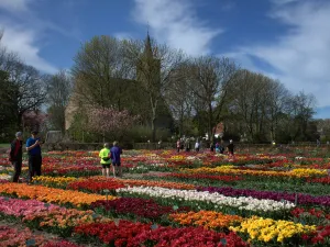 Velden vol tulpen. Foto: Hortus Bulborum