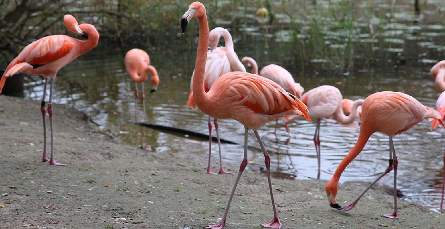 Binnenkort nieuw in GaiaZOO: vierhonderd grote flamingo's. Een indrukwekkend en kleurrijk gezicht! Foto: DagjeWeg.NL.