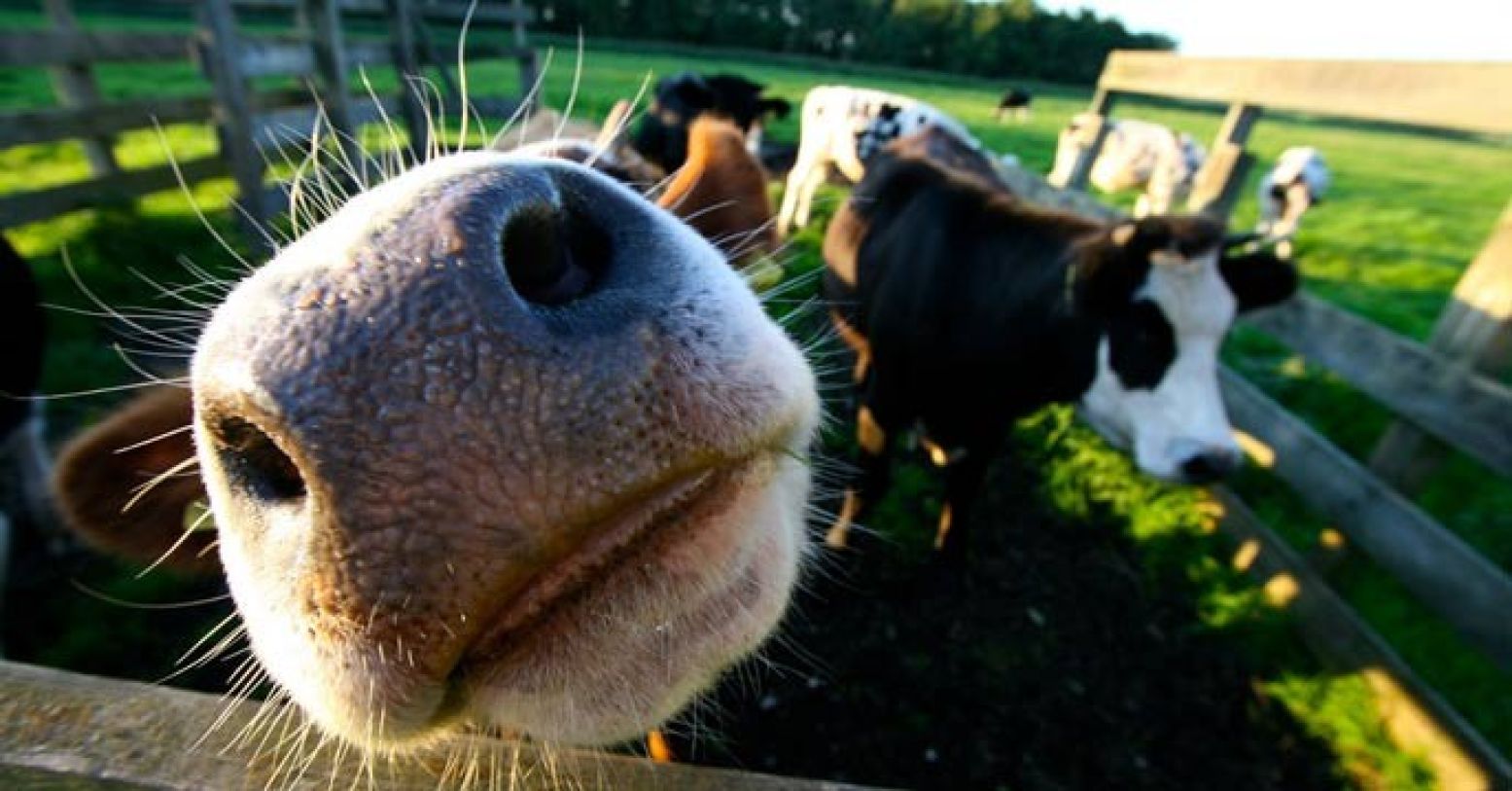 Welkom op de boerderij! Foto:  JeroenBennink / Flickr 