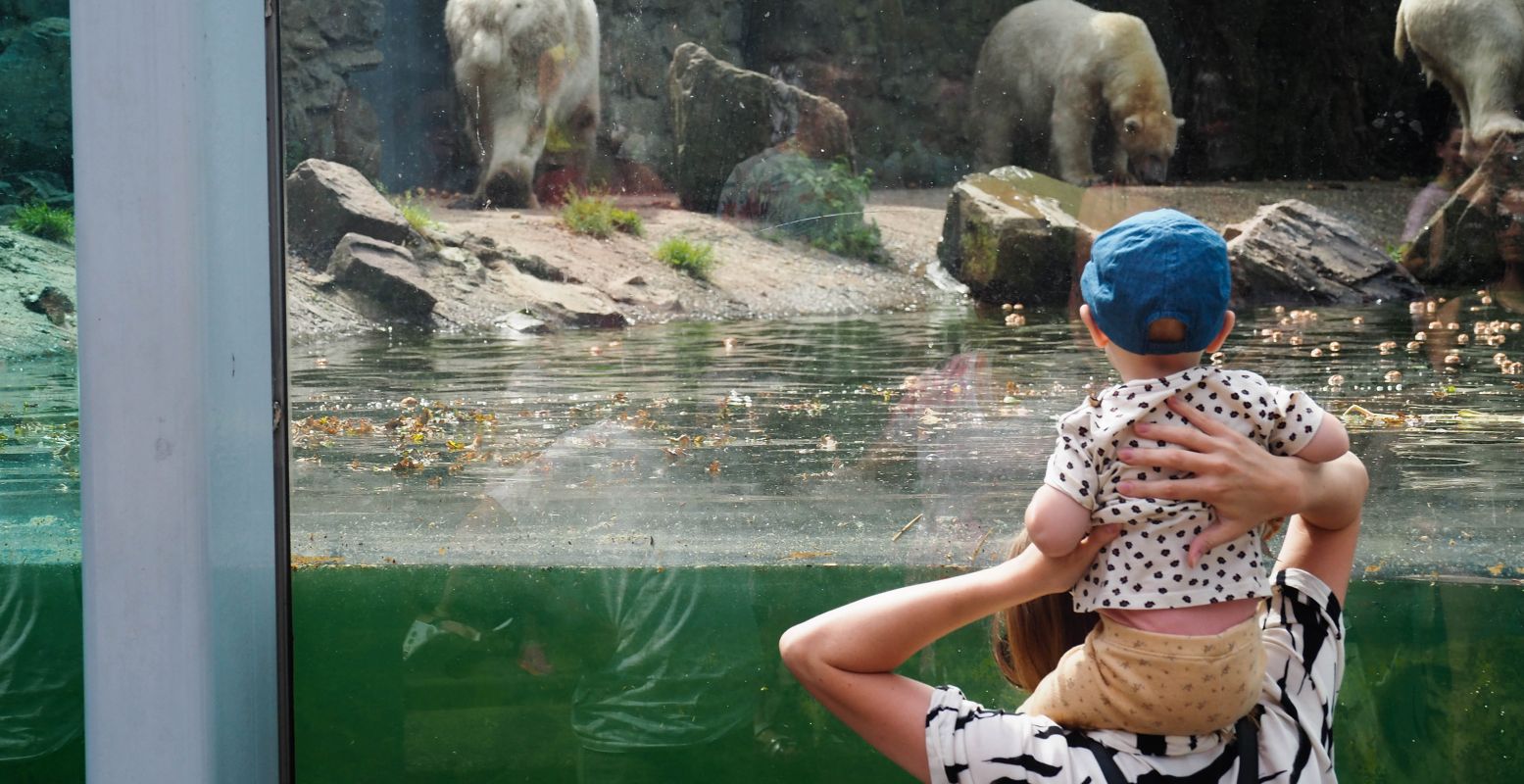 Kijken bij de ijsberen in Ouwehands Dierenpark in Rhenen. Foto: DagjeWeg.NL