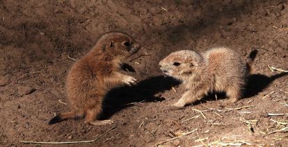 Tientallen prairiehondjes geboren in Dierenpark Amersfoort! Foto: Dierenpark Amersfoort