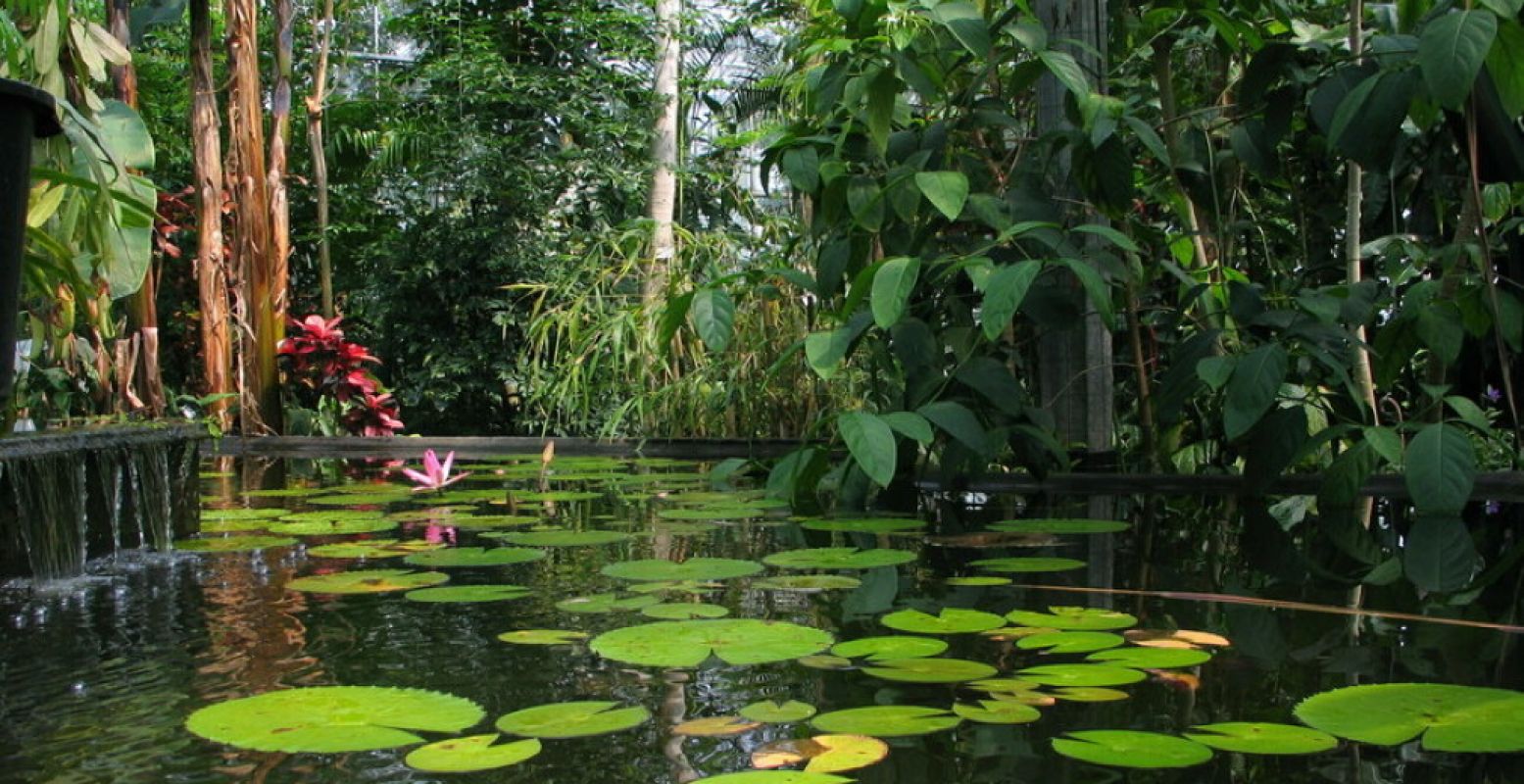 Geniet van exotische en tropische uitjes, dan is het altijd zomer! Bezoek bijvoorbeeld een subtropische tuin. Foto: Botanische Tuinen Universiteit Utrecht.