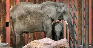 Olifant Punda bevallen in Beekse Bergen Het duurde even, maar na een drachttijd van 680 dagen is olifant Punda een trotse mama. Foto: Safaripark Beekse Bergen / Libéma.