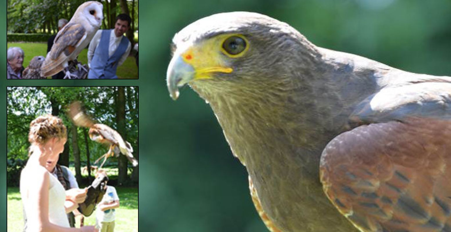 Maak je trouwdag nog bijzonderder met een spectaculaire roofvogeldemonstratie. Valkenier Reinier de Vries vermaakt het bruidspaar en alle gasten met zijn prachtige dieren en leuke verhalen. Foto: Jacob-Jan Weststrate