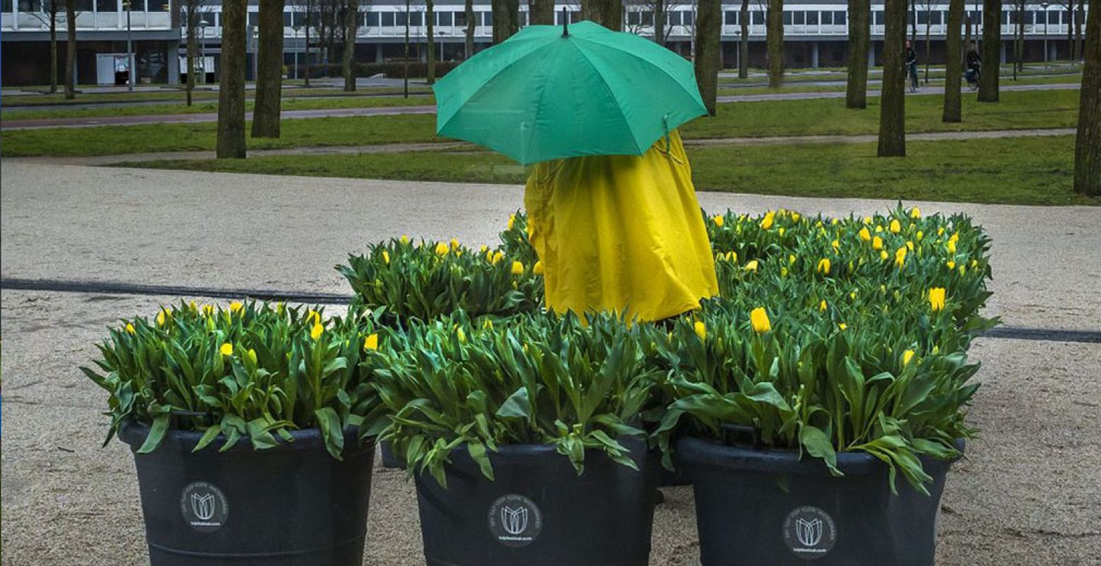 Ook in de regen is het genieten van de tulpen. Foto: ©TulpFestivalAmsterdam 2018 / fotograaf John Lewis Marshall