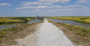 Verken de nieuwe natuur op de Marker Wadden Wandelen door de nieuwe natuur op het Haveneiland, met overal weidse uitzichten om je heen. Foto: Natuurmonumenten @ Dirk Wijnen