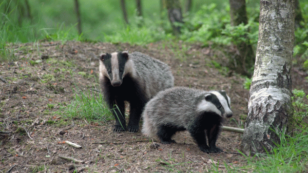 Op zoek naar de das in de bossen van Sellingen dassen | Foto geüpload door gebruiker Staatsbosbeheer.