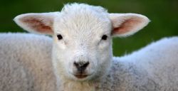 Lammetjesdagen 2019: leukste dagje uit in de lente