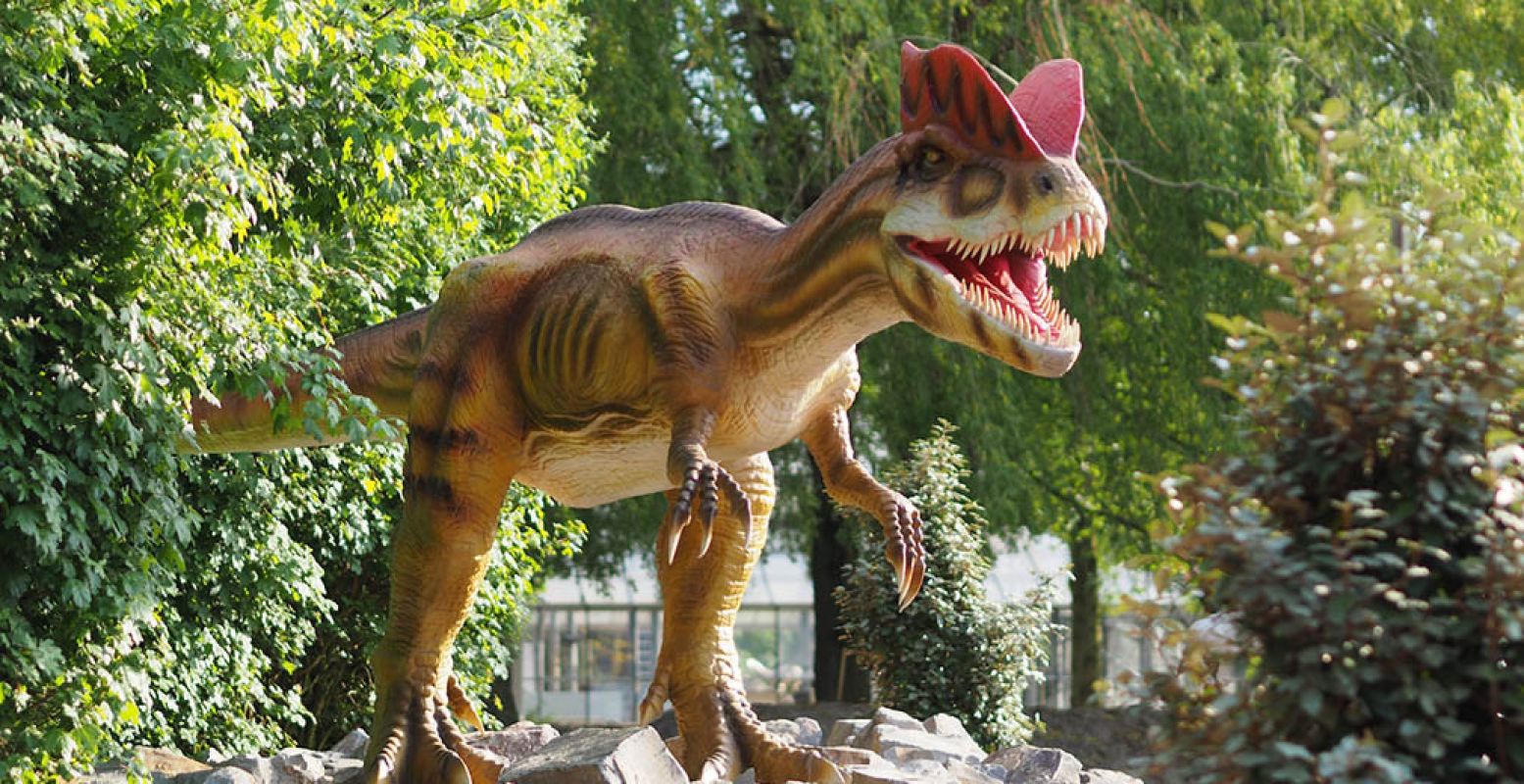 Bekijk allerlei dinosauriërs in Dinoland Zwolle, zoals deze Dilophosaurus.