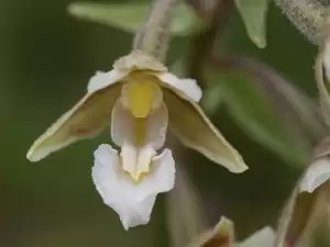 Moeraswespenorchis NP Lauwersmeer. Foto: JÃ¶rgen de Bruin