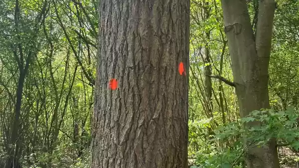 Help de boswachter in het Waarderhout Waarderhout blessen | Foto ge&uuml;pload door gebruiker Staatsbosbeheer.